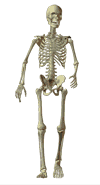 walking skeleton, human body, animations